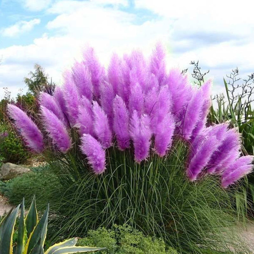 Picture of Egrow 200Pcs Pampas Grass Seed Potted Purple Pampas Grass Garden Ornamental Plants