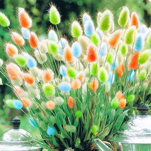 Picture of Egrow 100Pcs/Pack Rabbit Tail Grass Seeds Mixed Color Garden Bunny Tail Grass Decor Plants
