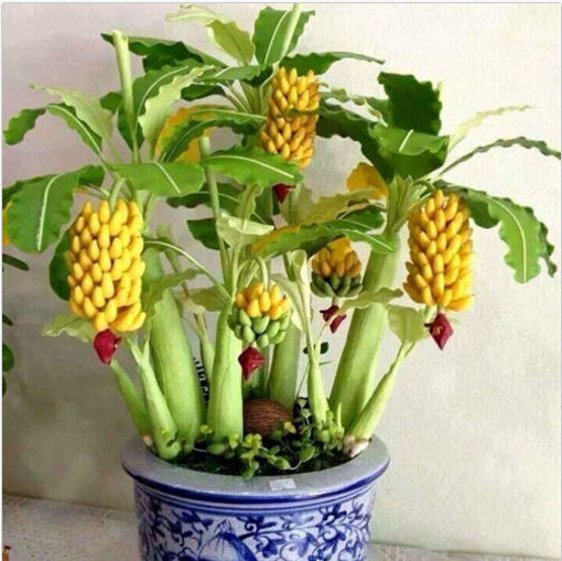 Immagine di Egrow 30 Pcs Dwarf Banana Seeds Bonsai Tree Tropical Fruit Seeds Balcony Flower for Home Plants