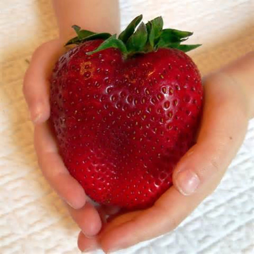 Picture of Egrow 100Pcs Giant Red Strawberry Seeds Heirloom Super Japan Strawberry Garden Seeds