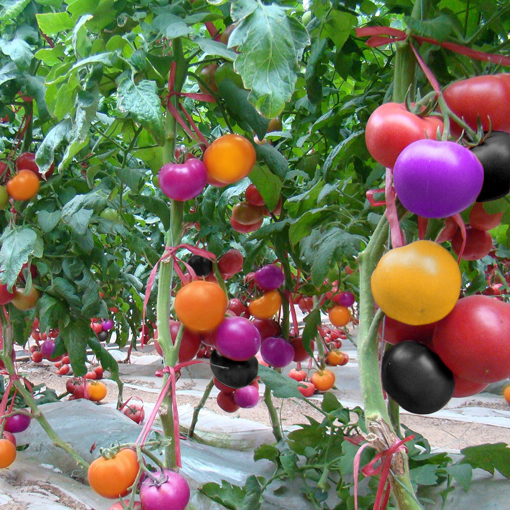 Picture of Egrow 100Pcs Rainbow Tomato Seeds Colorful Bonsai Organic Vegetables and Fruits Seed Home Garden