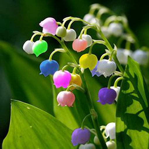 Picture of Egrow 50 PCS Rare Lily of Valley Flower Seeds Colored Rainbow Bell Orchid Seed Garden Bonsai