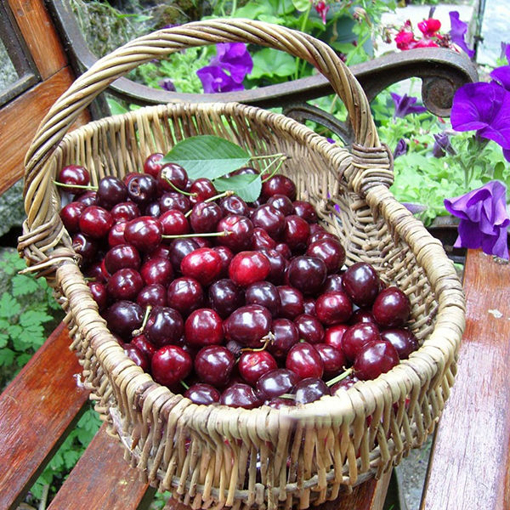 Picture of Egrow 20 Pcs/Bag Cherry Seeds Home Indoor Fruit Bonsai Dwarf Cherry Tree Seed Planting