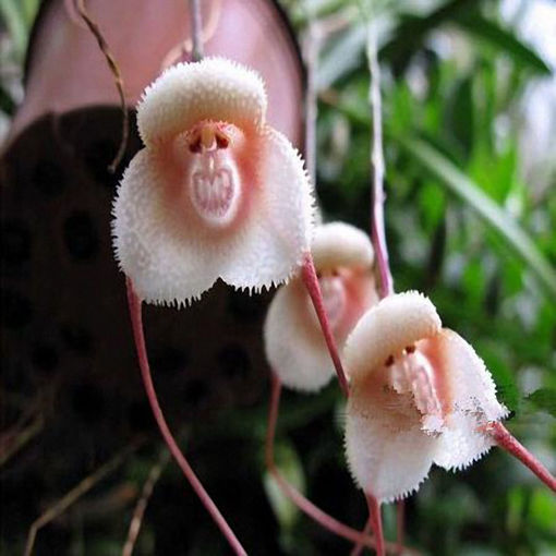 Picture of Egrow 200PCS Monkey Face Orchids Seeds Multiple Varieties Plants Garden Bonsai Flower