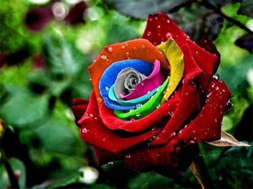 Picture of Egrow 200Pcs Rainbow Rose Seeds Rare Colorful Flower Potted Plant Garden Bonsai