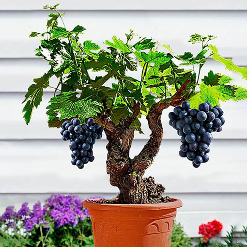 Picture of Egrow 50Pcs/Pack Grape Vine Seeds Organic Outdoor Sweet Fruit Seed Succulent Plants Indoor Bonsai