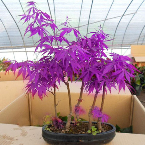 Picture of Egrow 40Pcs Purple Maple Seeds Rare Color Beautiful Purple Ghost Bonsai Plants Trees