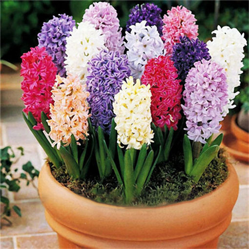 Picture of Egrow 100Pcs Hyacinth Flower Seeds Mixed Color Beautifying Garden Bonsai Potted Blooming Plant