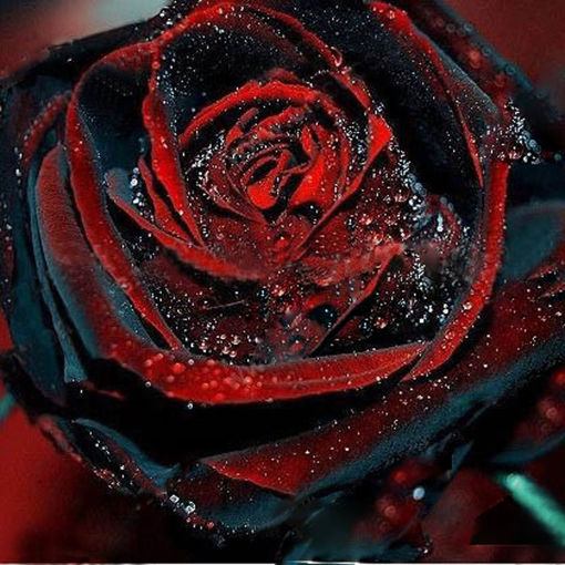 Picture of Egrow 100Pcs Black Rose Seeds Flower With Red Edge Rare Rose Garden Bonsai Seeds