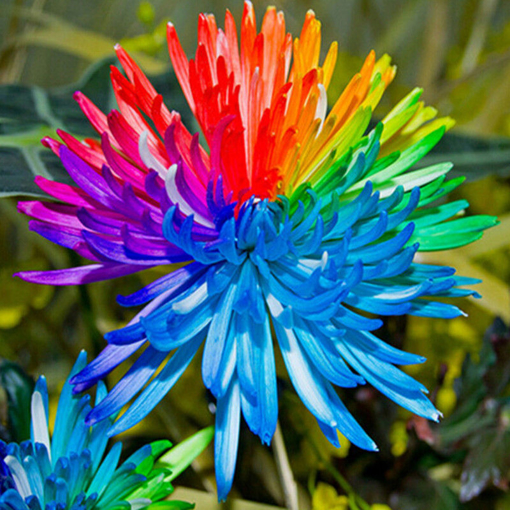 Immagine di Egrow 20Pcs Rainbow Chrysanthemum Flower Seeds Rare Color Home Garden Bonsai Dyeing Plant