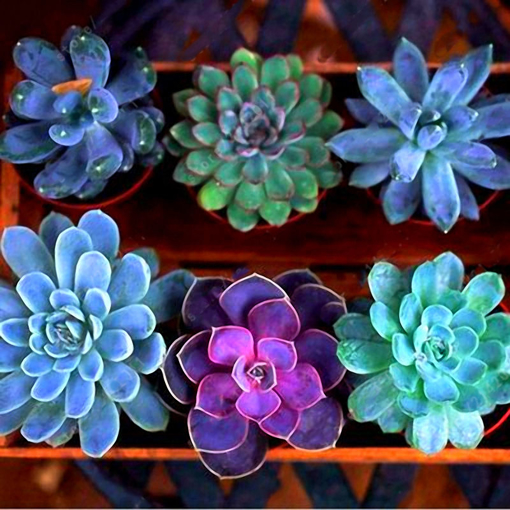 Picture of Egrow 200PCS Echeverione Succulent Seeds Mixed Color Garden Potted Flower Seed Home Deco Bonsai