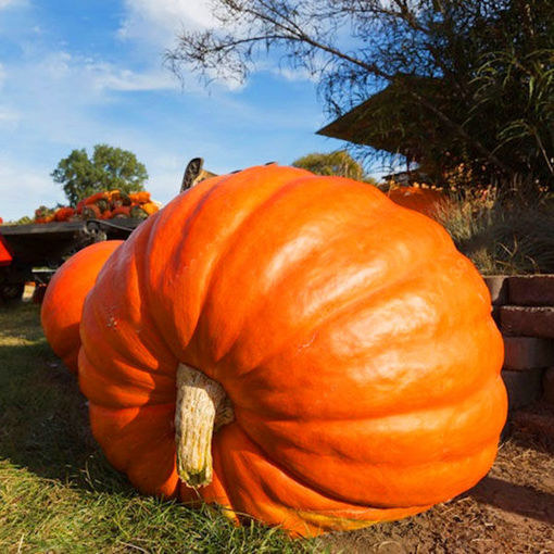 Immagine di Egrow 10Pcs/Pack Giant Pumpkin Seed Big Squash Ornamental Ground Vegetable Seed Halloween Decoration