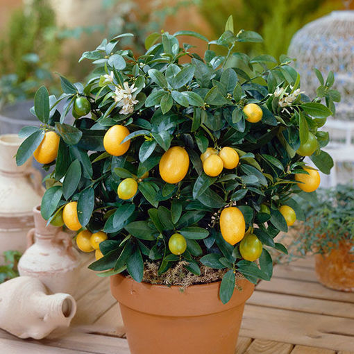 Picture of Egrow 20 Pcs/Pack Edible Yellow Lemon Seed Citrus Bonsai Home Garden Fresh Lemon Fruit Tree Seeds