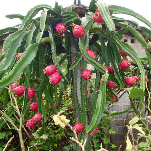 Immagine di Egrow 50 Pcs/Pack Pitaya Seeds Red White Dragon Fruit Tree Seed for Outdoor Courtyard Plants