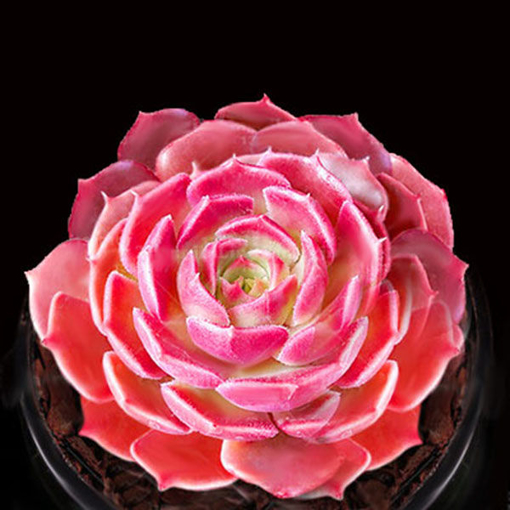 Picture of Egrow 100Pcs/Pack Pink Succlents Seeds DIY Plant Bonsai Potted Flowers for Home Garden Courtyard