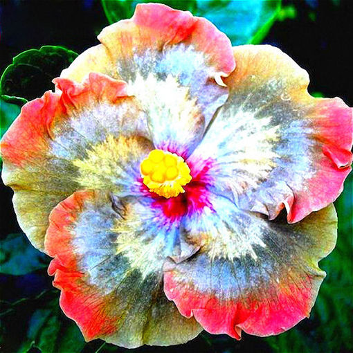 Immagine di Egrow 50Pcs/Pack Giant Hibiscus Flower Seeds Garden & Home Perennial Potted Plants Flowers