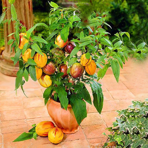 Picture of Egrow 100 Pcs/Pack Sweet Melon Seeds Rare Melon Fruit Plant Seeds Garden Yard Balcony Vegetable Seed