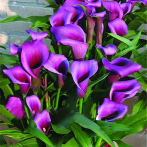Picture of Egrow 50 PCS Calla Lily Seeds Garden Balcony Potted Perennial Flower Seeds Bonsai Ivy Flowers