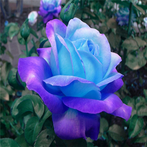 Picture of Egrow 100 Pcs Midnight Supreme Rose Seeds Potted Flower Seed Purple Rose Seeds for Home Planting