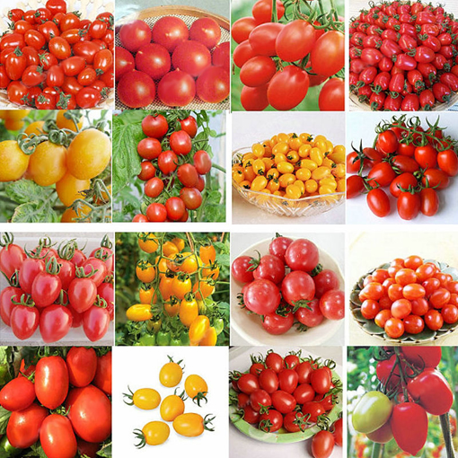 Picture of Egrow 200Pcs Tomato Seeds Garden Vegetable Planting Red Yellow Black Potted Tomatoes Bonsai