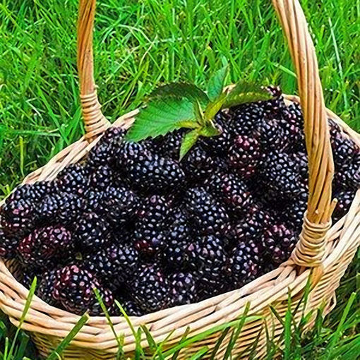 Immagine di Egrow 200 pcs Blackberry Fruit Seeds Home Garden Plantting Perennial Potted Sweet Fruit Seed