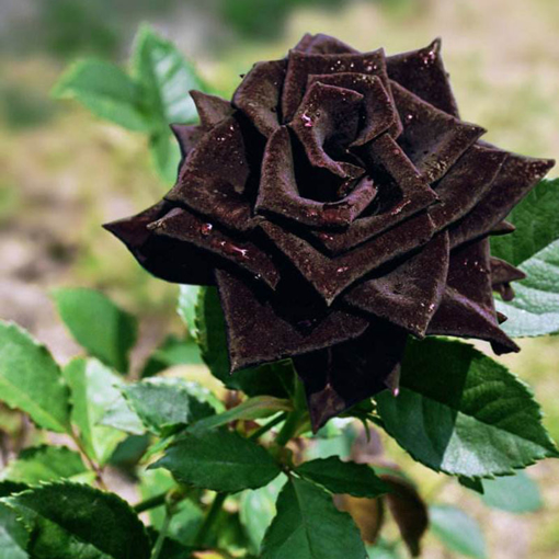 Immagine di Egrow 100Pcs/Pack Black Rose Seeds Flower Home Garden Bonsai Planting
