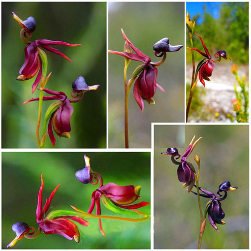 Picture of Egrow 100Pcs/Pack Caleana Major Flying Duck Orchid Seeds Garden Potted Decor Flowers Plants Seeds