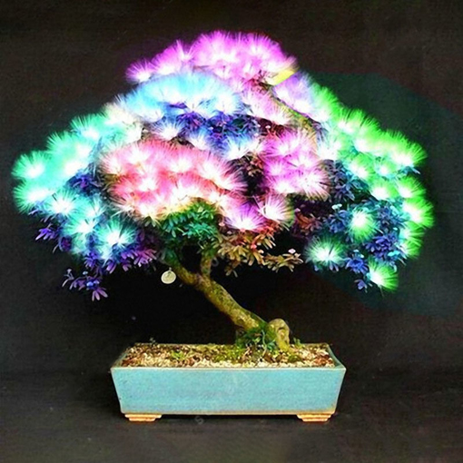 Picture of Egrow 20Pcs Acacia Tree Seeds Colorful Albizia Julibrissin Tree Seed Indoor Bonsai Tree Planting