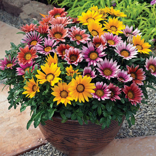 Immagine di 1000Pcs Colorful Chrysanthemum Seeds Rare Flower Seeds Garden Potted Plants