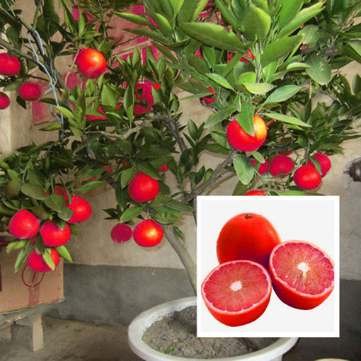 Immagine di Egrow 20 Pcs/Pack Red Color Lemon Seeds Drawf Tree Bonsai Organic Fruit Seed Home Garden Plants