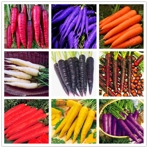 Picture of Egrow 500 Pcs/Pack Colorful Carrot Seeds Red White Purple Origanic Healthy Vegetable Plant Seed