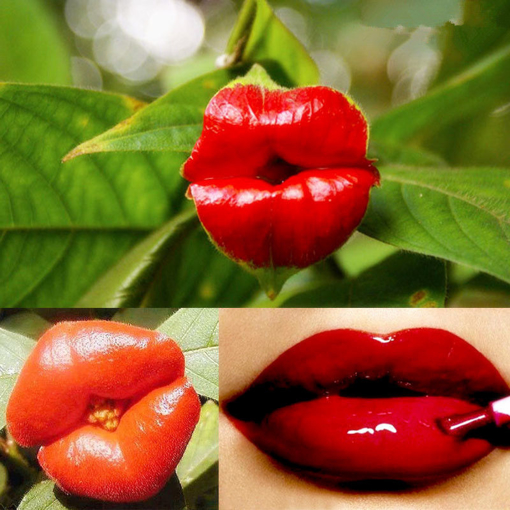 Immagine di Egrow 100Pcs Red Lips Flower Seeds Sexy Kiss Rosy Lip Plants Garden Bonsai Psychotria Elata Seeds