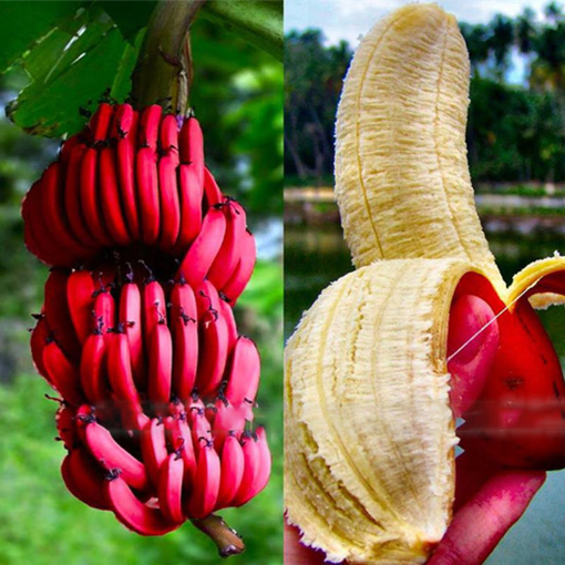 Picture of Egrow 40Pcs/Pack Red Banana Seeds Garden Potted Fruit Tree Bonsai