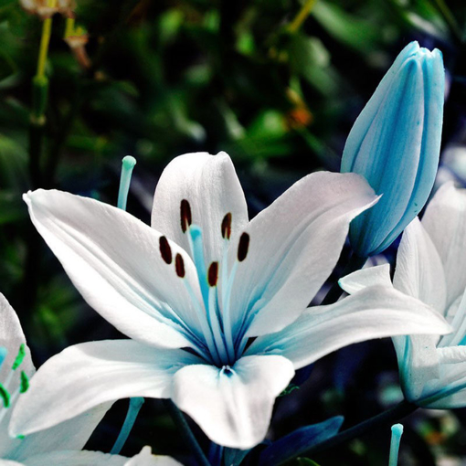 Picture of Egrow 50Pcs Blue Heart Lily Seeds Potted Plant Bonsai Lily Flower Seeds For Home Garden