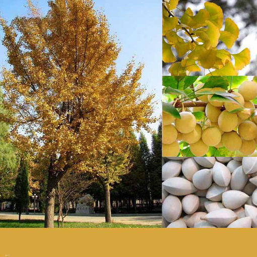 Immagine di Egrow 5 Pcs/Pack Ginkgo Biloba Seeds Rare Maidenhair Tree Seed Strong Adaptability Garden Fruit Tree