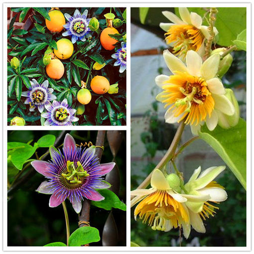 Picture of Egrow 50Pcs/Pack Passiflora Incarnata Seeds Home Garden Plants Passion Fruit Flower Bonsai Seeds
