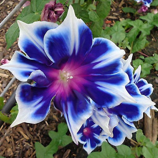 Immagine di Egrow 100Pcs/Bag Morning Glory Seeds Blue Glory Fragrant Garden Climbing Flowers Hanging Out Plants