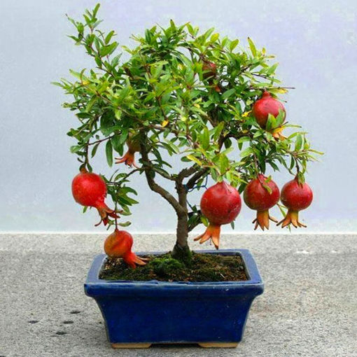Picture of Egrow 30Pcs/Pack Pomegranate Seeds Sweet Delicious Indoor Fruit Seeds Pomegranate Mini Bonsai Tree
