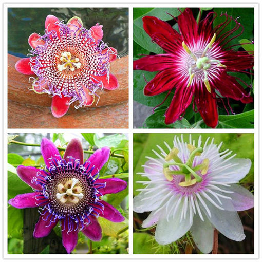 Picture of Egrow 50Pcs/Pack Passion Flower Seeds Garden Rare Passiflora Incarnata Fruit Plants Seeds