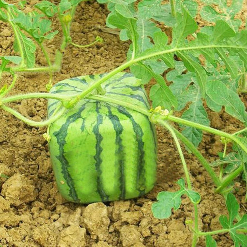 Picture of Egrow 30Pcs/Pack Square Watermelons Seeds Home Garden Simple Geometric Sweet Fruit Plants