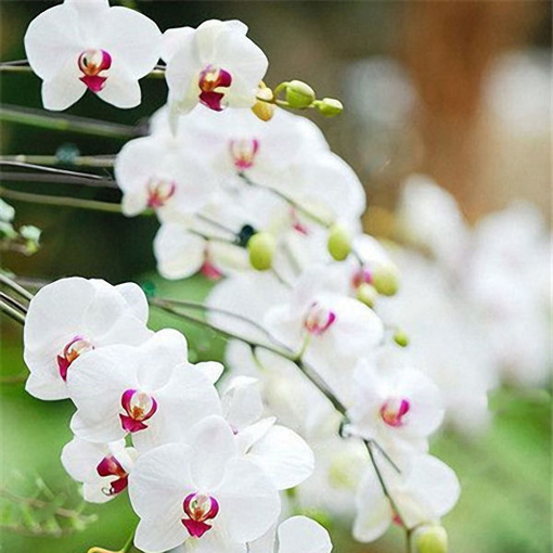 Picture of Egrow 100Pcs/Bag Cymbidium Orchid Seeds Silk Butterfly Orchid Artificial Flower Wedding Decoration