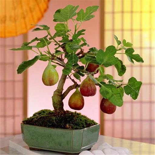 Picture of Egrow 100Pcs/Pack Tropical Fig Seeds Mini Fig Tree Bonsai Fruit Seed Garden Indoor Potted Plants