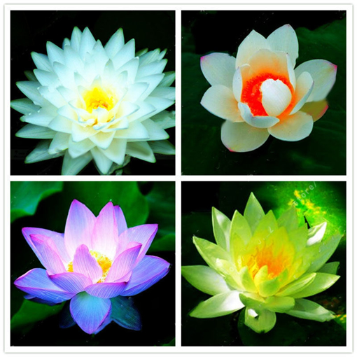 Picture of Egrow Lotus Flower Seeds Aquatic Plants Bonsai Lotus Seeds Perennial Plant for Home Garden