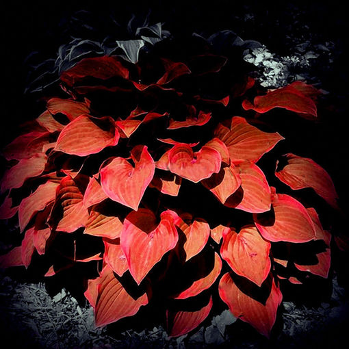 Immagine di Egrow 150Pcs/Pack Hosta Flower Seeds Garden Perennials Ornamental Lily Shade Hosta Plants Seeds