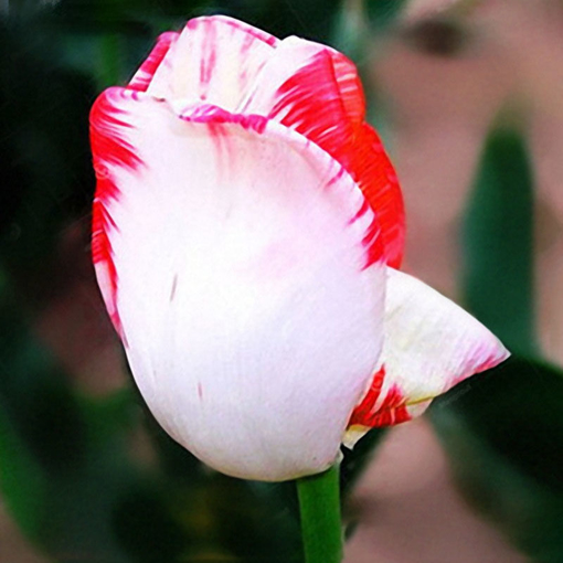 Immagine di Egrow 10Pcs Perfume Tulip Seed Perennial High-grade Flower Bonsai Seeds Home Garden Planting