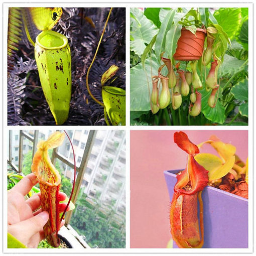 Immagine di Egrow 50PCS Nepenthes Seeds Potted Plant Eating Mosqutio Insert Garden Outdoor Flowers Bonsai