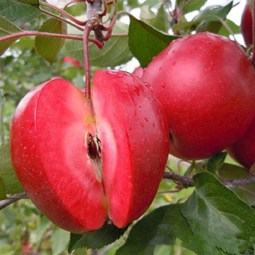 Picture of Egrow 50 Pca/Pack Red-Fleshed Apple Seeds Redlove Apple Fruit Tree Seed Garden Planting