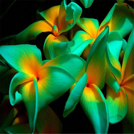 Immagine di Egrow 100Pcs/Pack Plumeria Seeds Hawaiian Frangipani Flower Garden Wedding Party Decorations