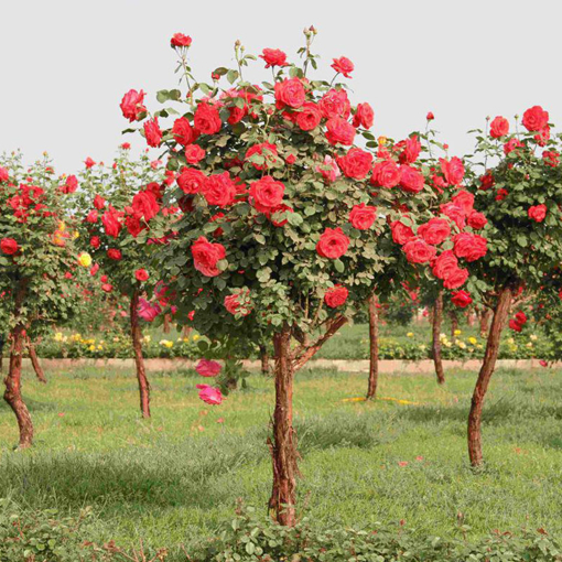 Picture of Egrow 100Pcs Red Rose Tree Seeds DIY Home Garden Potted Balcony Yard Flower Plant