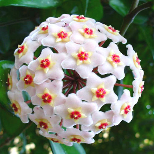 Picture of Egrow 20Pcs/Pack Hoya Seeds Potted Seed Hoya Carnosa Flower Seed Garden Plants